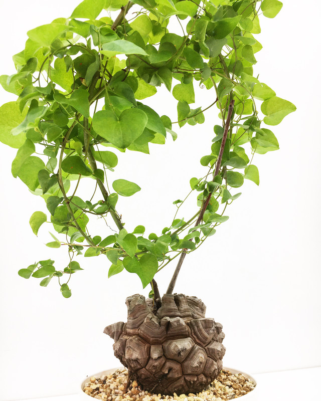 ディオスコレア 亀甲竜 Dioscorea Elephantipes 1231 Spg For Sale