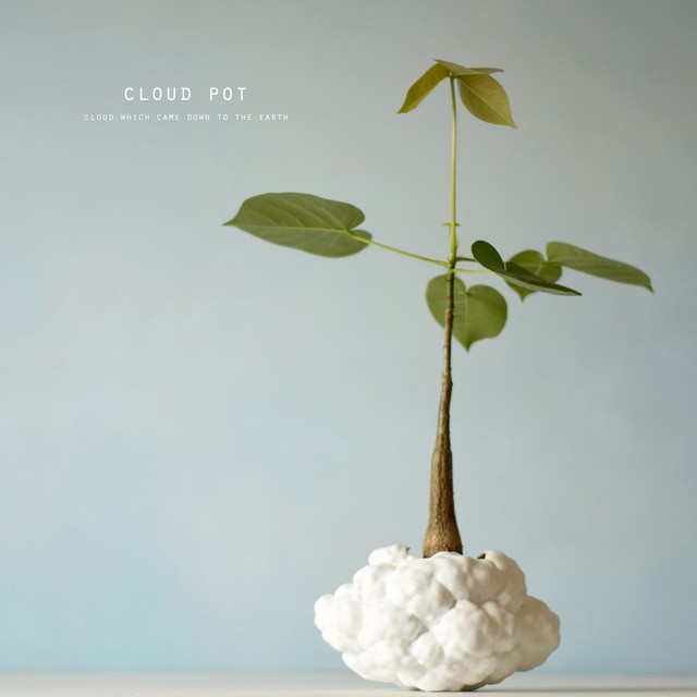 飛べなくなったモコモコ雲 Large エリプチクム プセウドボンバックス Echidna