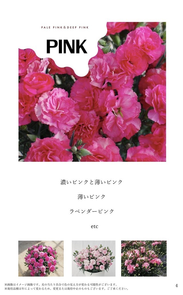 母の日 可愛いピンク 送料無料カーネーション Seishin Garden 母の日にカーネーションを