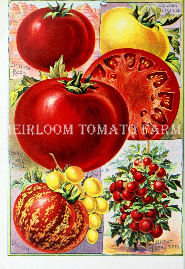 Heirloom Tomato Farm