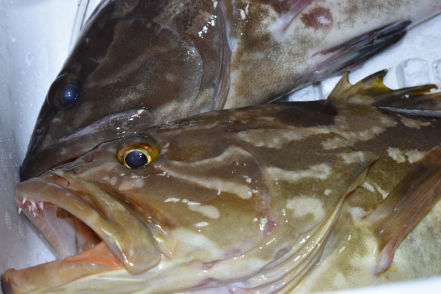 活魚 天然クエ 1kg 1 5kg 活魚ボックス 1 350円 込 玄界灘 極み屋