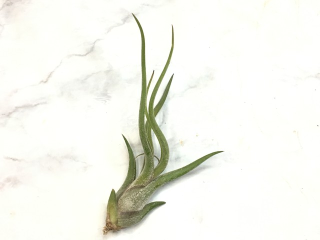 たゆみま カプトメドューサ ミニ Green Jam Foliageplant たゆみま カプトメドューサ ミニ Green Jam Foliageplant