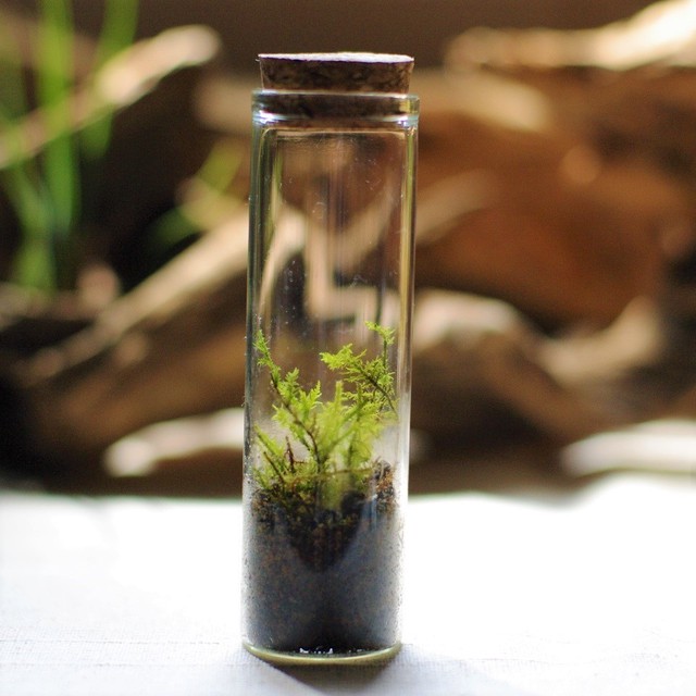 苔ボトル ガラスの中の小さなシノブゴケ 自然工房みすてーる