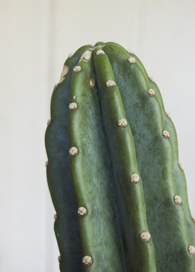 棘なし柱サボテン Neo Green