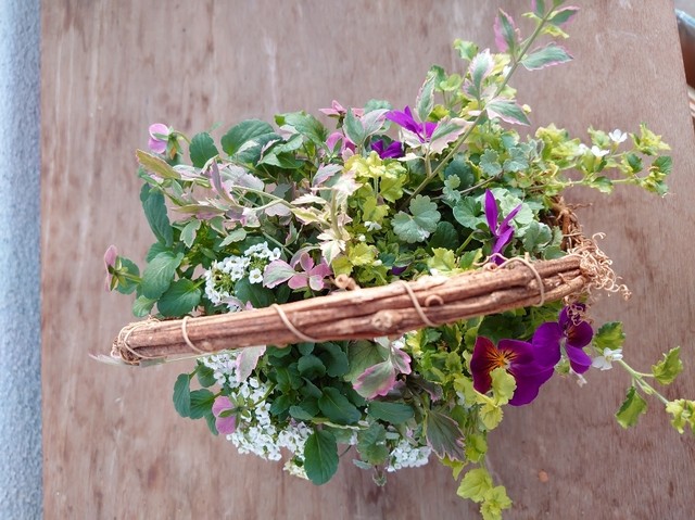 ビオラのギャザリング バスケット 寄せ植え屋