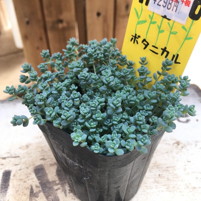 ブレビフォリウム Rupo 多肉植物専門店