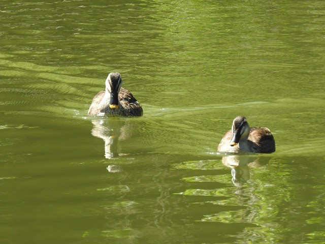 鴨の写真 写真屋 １０ 鳥