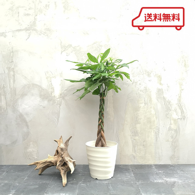 観葉植物 パキラ 100 1cm ねじり フレグラーポット付き And Leaf アンドリーフ 観葉植物 大阪市 インテリア 送料無料