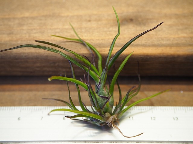 チランジア ブルボーサ ミニブラジル T Bulbosa Mini Brazil 常葉植物園