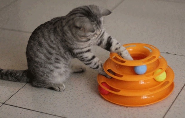 猫 一人遊び用おもちゃ ボール 運動不足 ストレス解消に Happy Rabbit