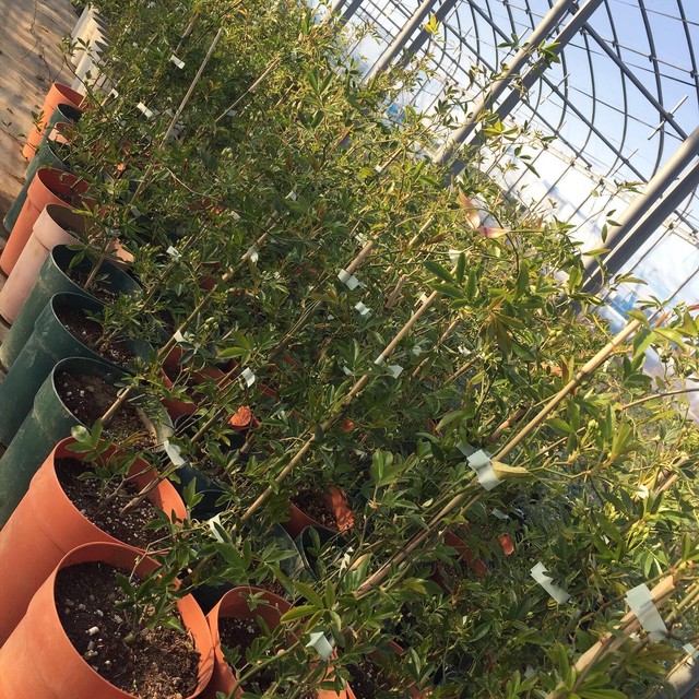 モッコウバラ 黄八重 6号鉢 バラ苗 大苗 Tarose From 平山園