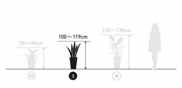 観葉植物 月桂樹 8号 アビスソニアミドル 緑 付き Garden Elegance ガーデンエレガンス Base店