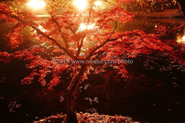 ライトアップされた秋の美しい紅葉風景 Buyphoto
