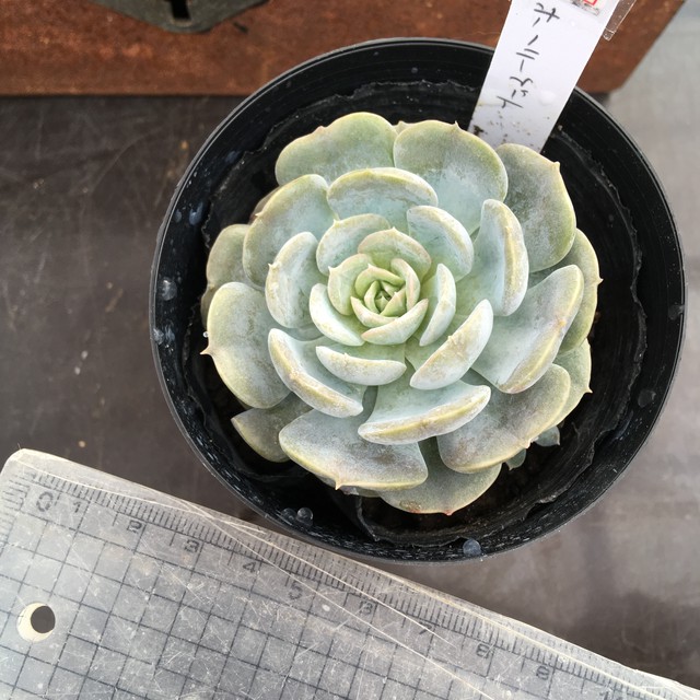 ホーリーゲート Rupo 多肉植物専門店