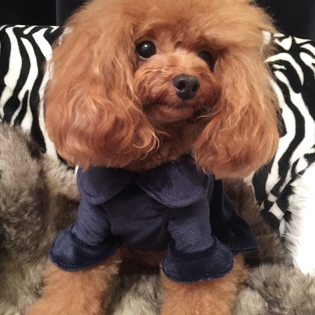 リボンベルベットワンピ 犬服 犬 ドッグウェア ペット 小型犬 ワンピース ベロア ワンピ 新作 秋冬 人気 かわいい リボン Petitkano