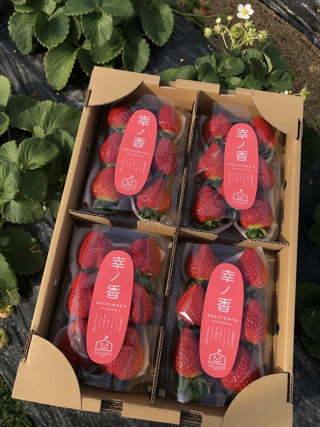 宮城県名取市産イチゴ 土耕栽培さちのか 約280g 4パック ファンファームなとり