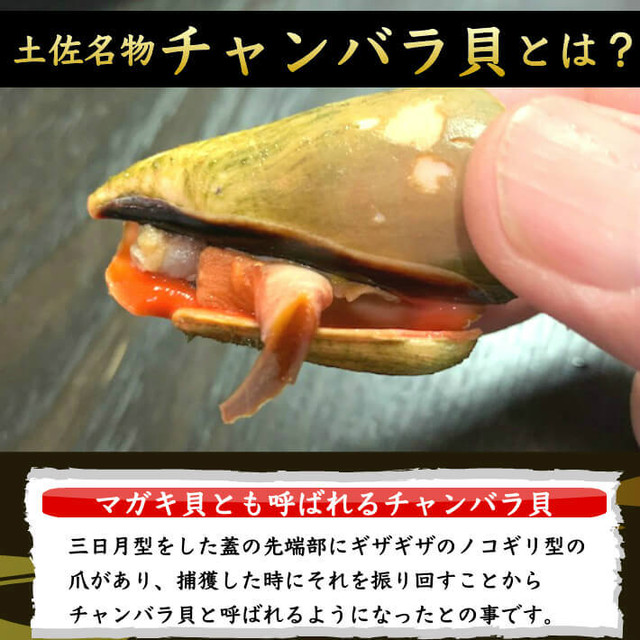チャンバラ貝 マガキ貝 1kg 高級海鮮珍味 酒の肴 ちゃんばら貝 ギフト グルメ 珍味 海産物 送料無料 土佐カツオとうなぎの通販 高知の旬をお届けする 池澤鮮魚マリンオンラインショップ