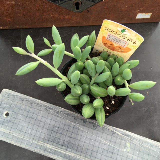 アーモンドネックレス Rupo 多肉植物専門店 アーモンドネックレス Rupo 多肉植物専門店