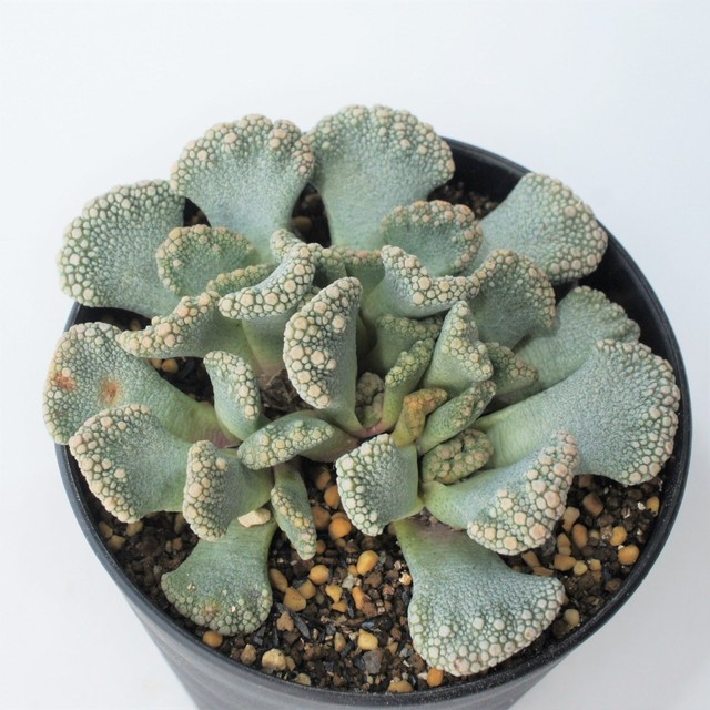 メセン 多肉植物メインの植物店 Succulents Plants Gemmafolia