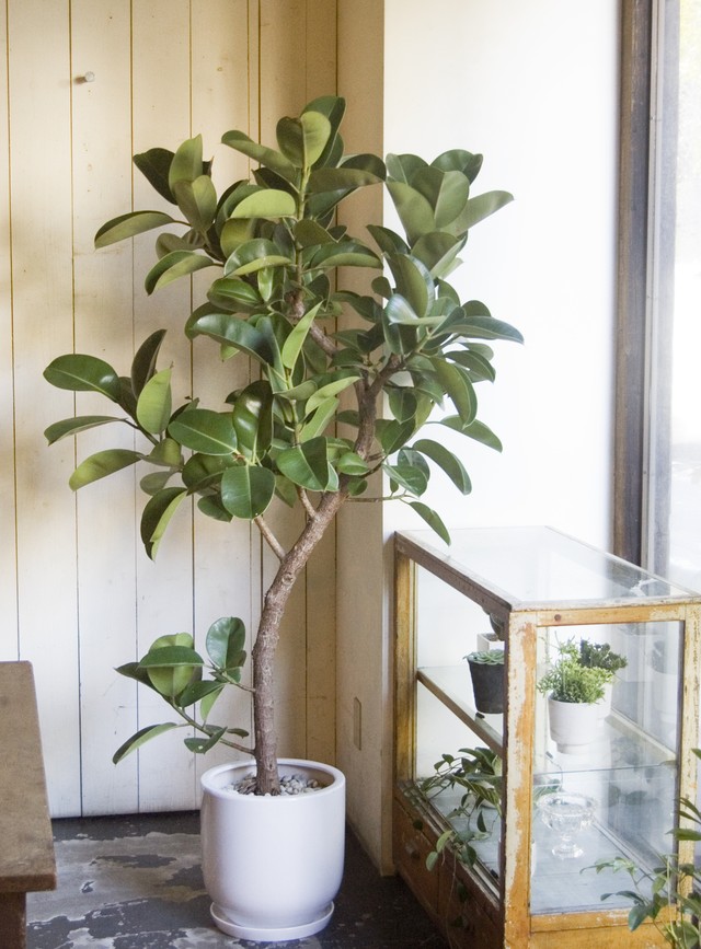 23区内限定配送 フィカス エラスティカ ソフィア Neo Green