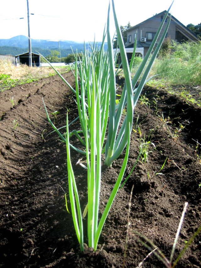 熊本西原村産 お任せセット野菜 冬限定バージョン 無農薬無化学肥料栽培 Orgaveggieslab