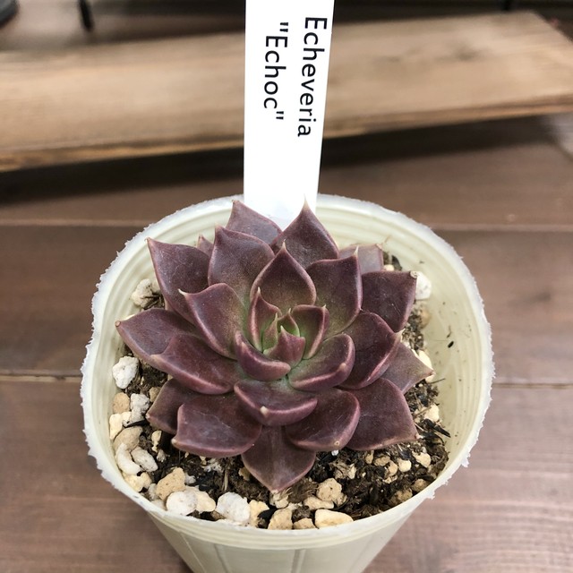 エケベリア Echoc ガーデンメッセ