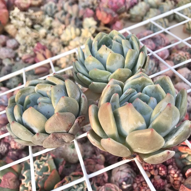 オレンジモンロー 多肉植物 多肉植物専門店たーにっく