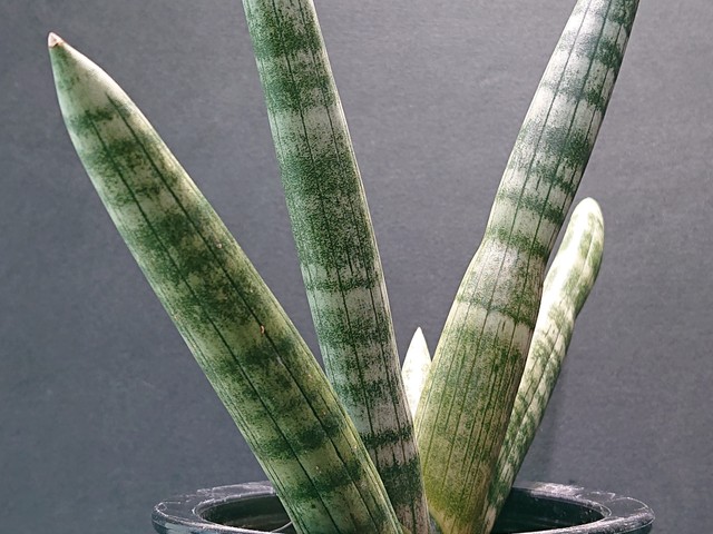 Sansevieria Boncellensis サンスベリア ボンセレンシス モンキーバナナ サボテンと多肉植物の店 サイベリア