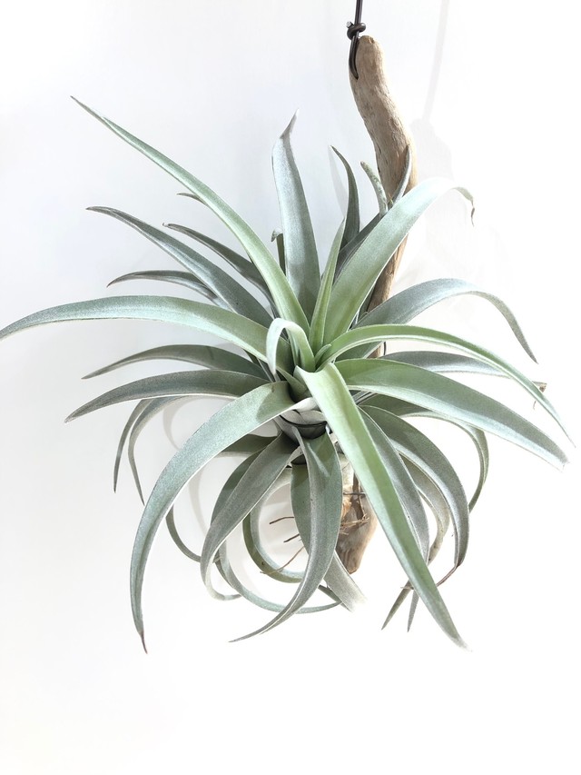 ティランジア ハリシーl Tillandsia Harrisii クルール Couleur