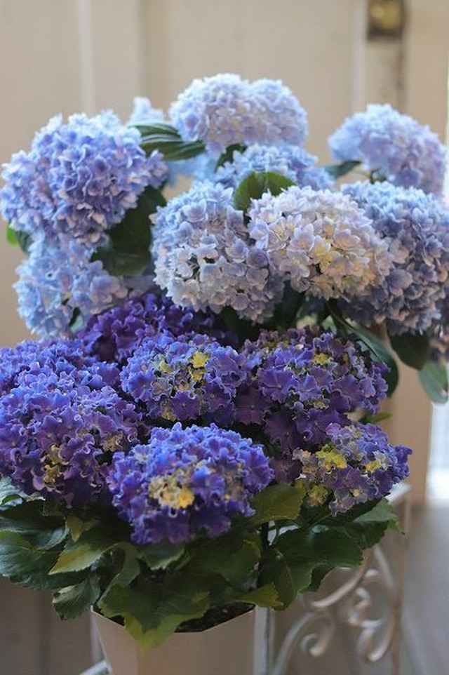 2020母の日おまかせ紫陽花