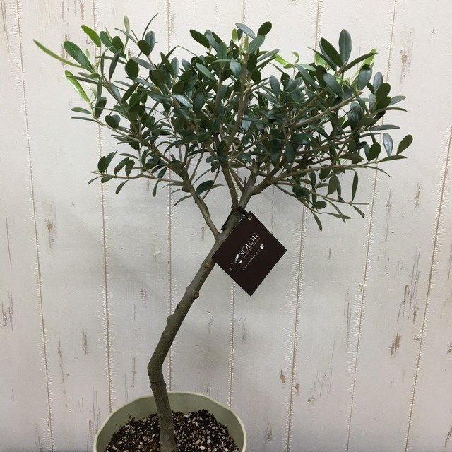 盆栽樹形 オリーブの木 ネバディロブランコ Souju 6号鉢 A 5 Plants Shop Olive