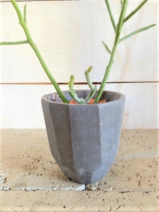 ユーフォルビア フィフェレネンシス コンクリート鉢入り Botanical56 ユーフォルビア フィフェレネンシス コンクリート鉢入り Botanical56