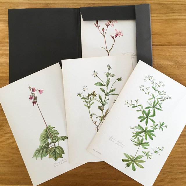 ドイツ アンティーク 植物図鑑 カード式 15枚 押し花 ボタニカル 3 べるりんのーと
