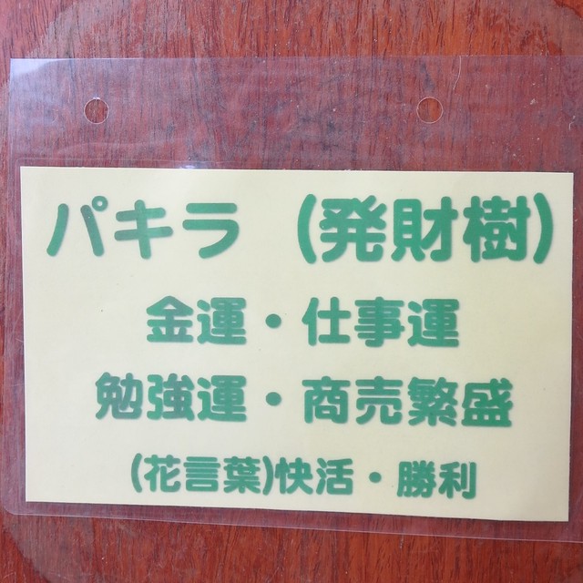 パキラ 発財樹 の陶器鉢 花言葉 快活 勝利 風水 金運 商売繁盛 仕事運 勉強運の向上 開店 移転祝に最適 丈夫で手入れが簡単 フラワーブティック さいとう