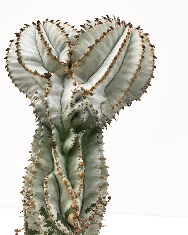 ユーフォルビア ポリゴナ スノーフレーク Euphorbia Polygona Snowflake Spg For Sale