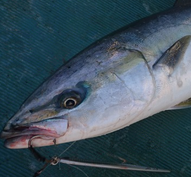 ゴラッソロング225g グローなし Nabura釣具