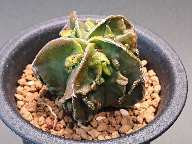 Astrophytum Myriostigma Hyb アストロフィツム ランポー玉 交配種 複稜系 サボテンと多肉植物の店 サイベリア