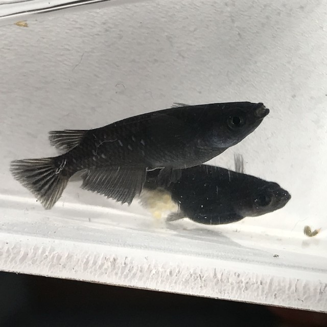 癒乃メダカ 上位 オロチ 1ペア めだか専門 癒乃 ゆの