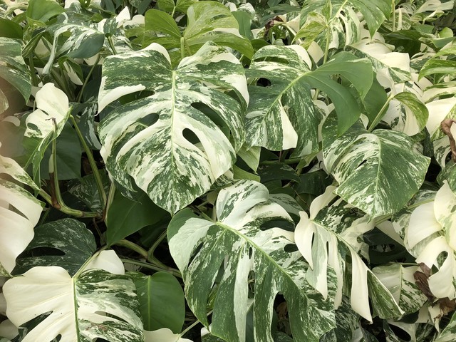 斑入り モンステラ ホワイトタイガー10株 Varigated Monstera Borsigana White Tiger Monsteramiho