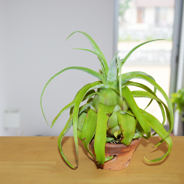 エアープランツ ストレプトフィラ Streptophylla ｍサイズ ティランジア No 045 プランツ グラフィカ エアープランツ 植物となにか