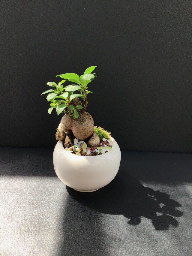 粋 Style 観葉bonsai仕立て ガジュマル 盆栽 Bonsai屋 粋 Iki