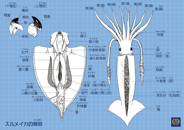 スルメイカの解剖図クリアファイル Chikyulabel