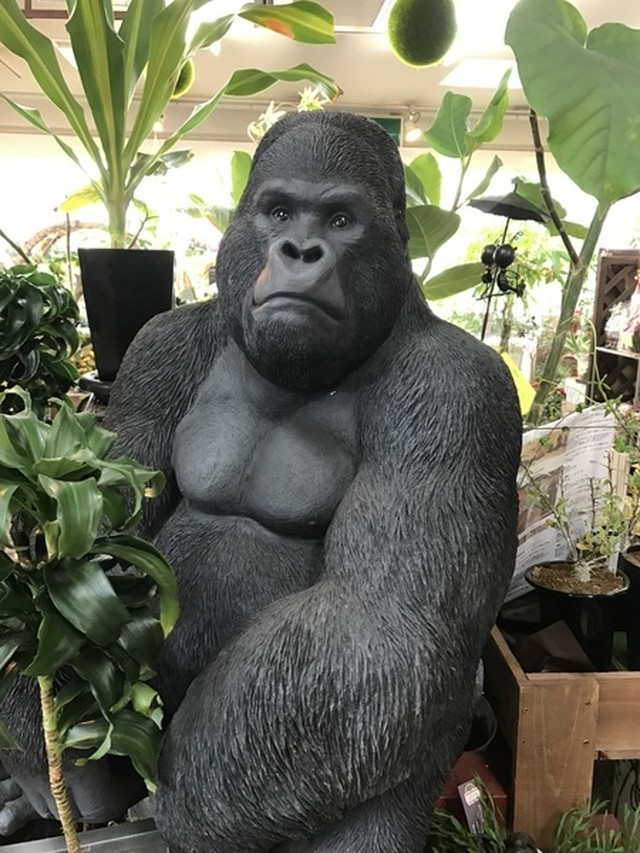 ゴリラ 国華園 置物 株式会社 米 三