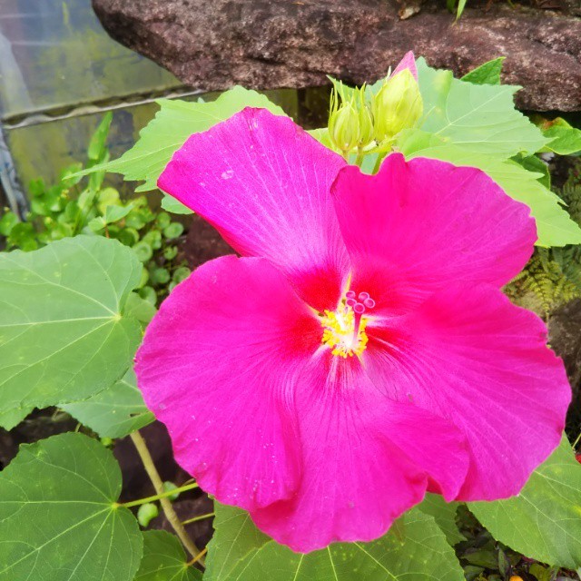 紅花フヨウ10 5cmポット苗 Hanazukin 花ずきん 農家直送の花苗 シンビジュームの花束