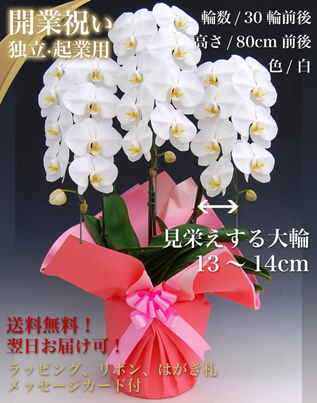 開業祝い 胡蝶蘭パック 独立 起業用 木札付 ビジネス胡蝶蘭専門店 美花