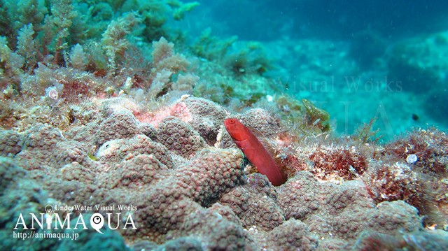 画像 生物 魚 オキマツゲ 赤色 Animaqua