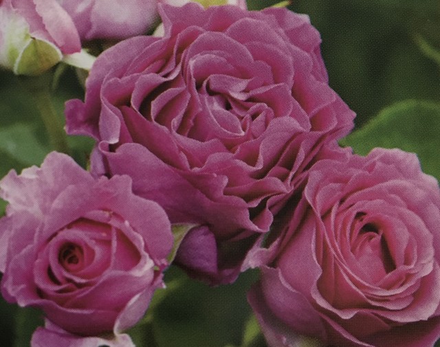 新苗 ギヨー モン プレジール Rose Plants 458