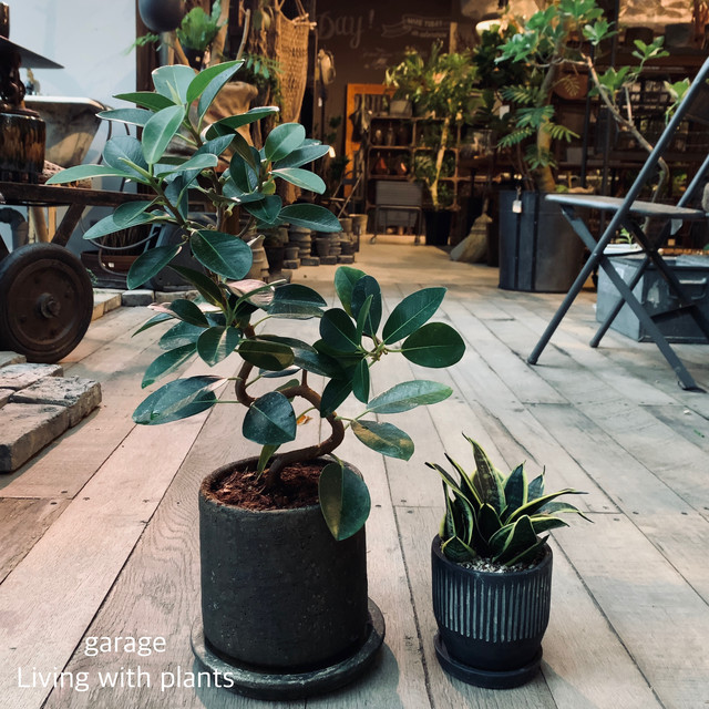 観葉植物 Garage Nagoya