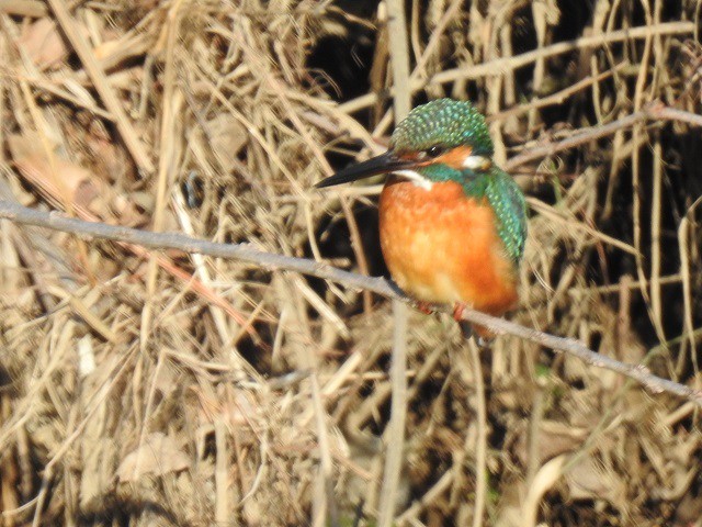 カワセミの写真 写真屋 １０ 鳥