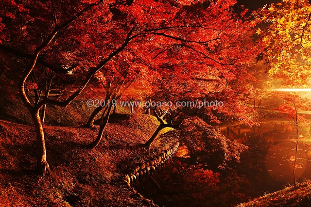 ライトアップされた秋の美しい紅葉風景 Buyphoto